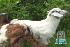 TV Content Image